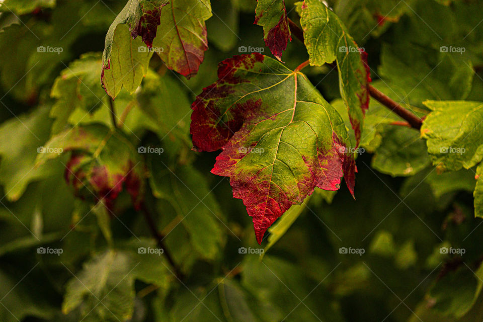 red on a leaf
