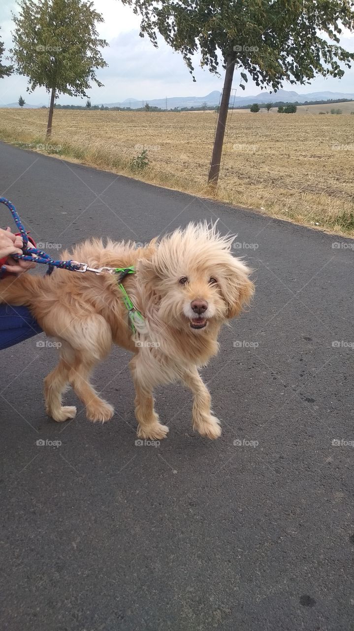 Little lion from dog heaven