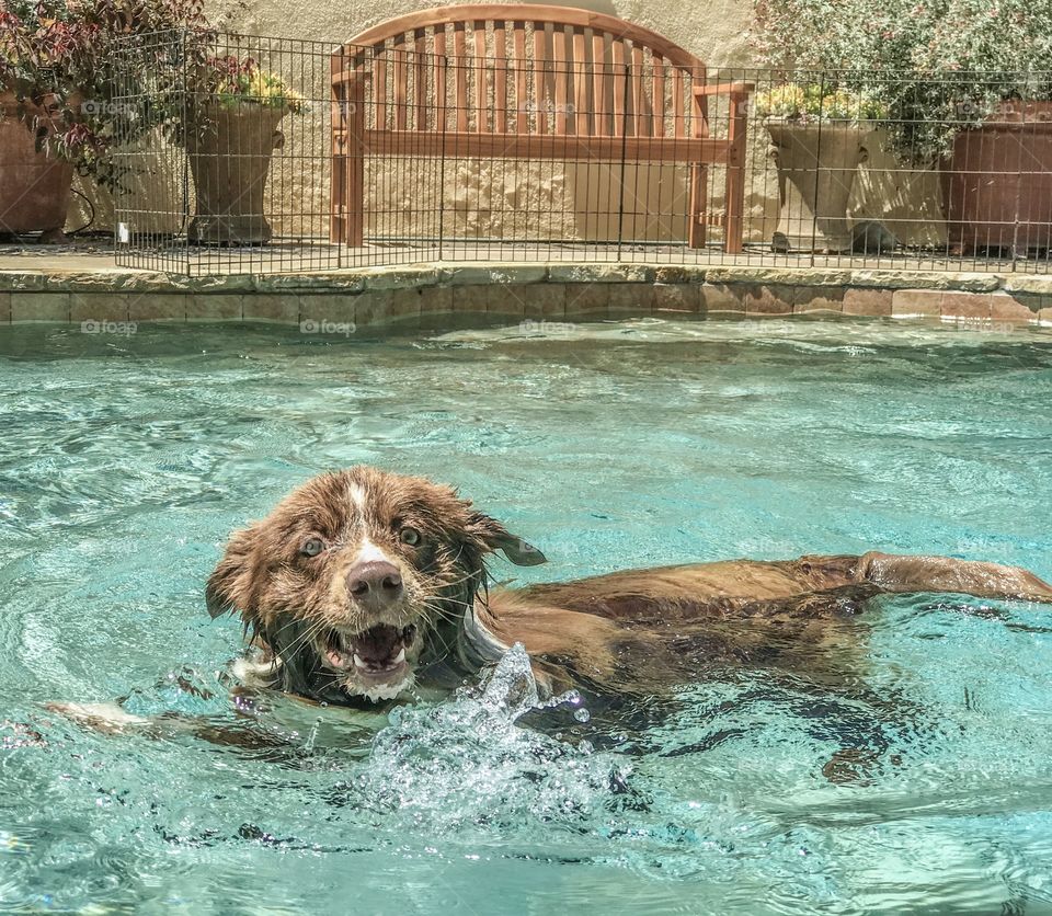Border collie puppy splashing in a swimming pool 