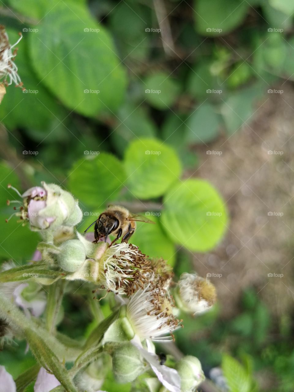 Face to face with a bee