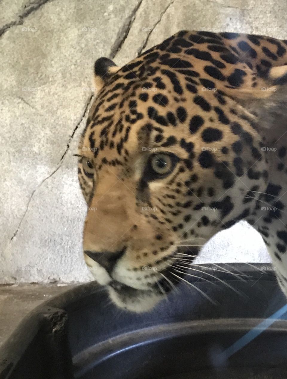 Jaguar 