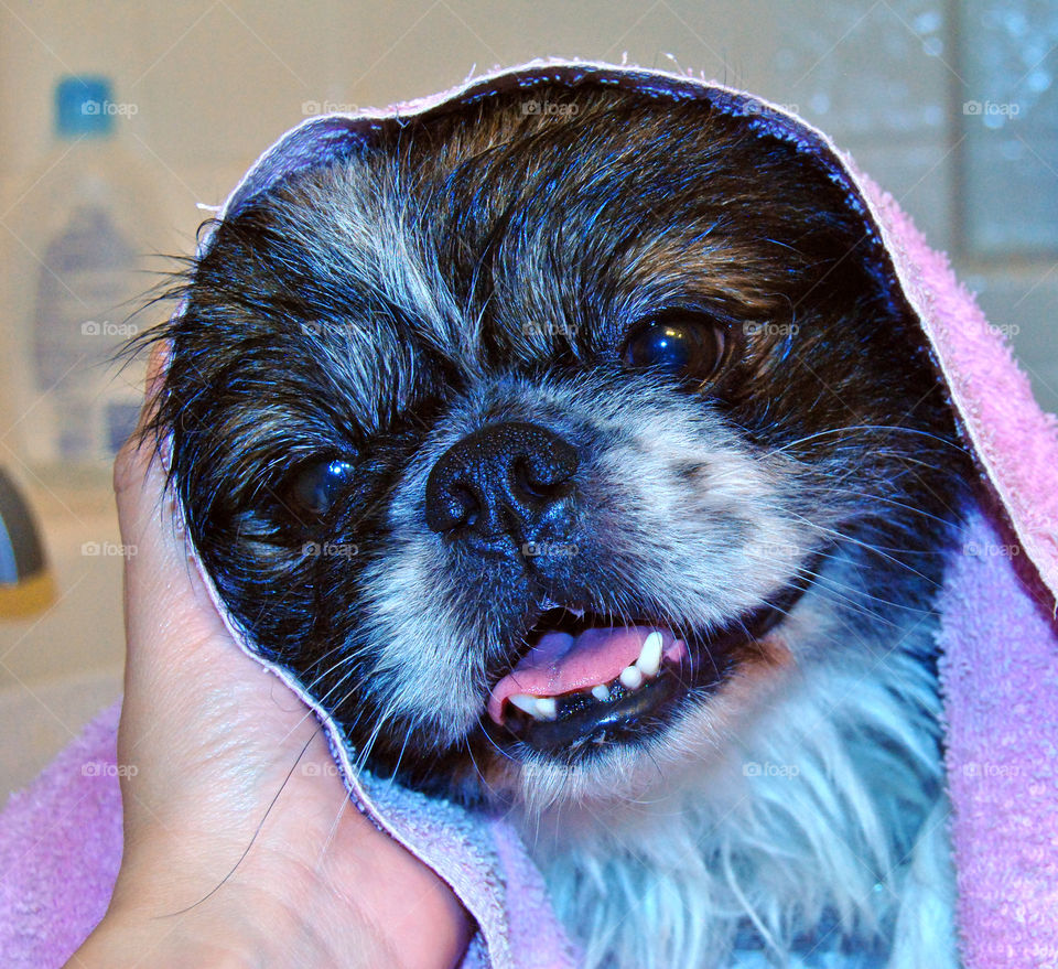 A woman holding dog wrapped in towel