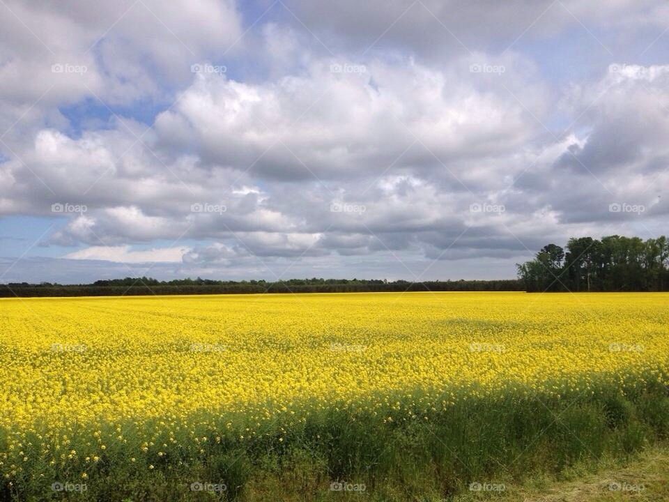 Field of flowers