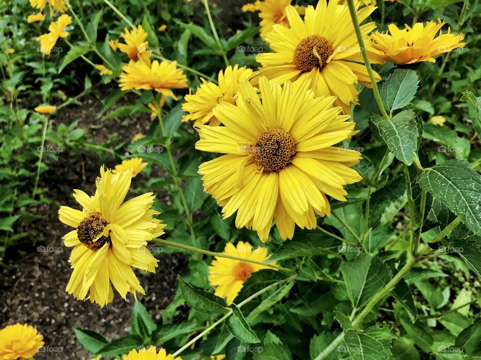 Yellow flower 