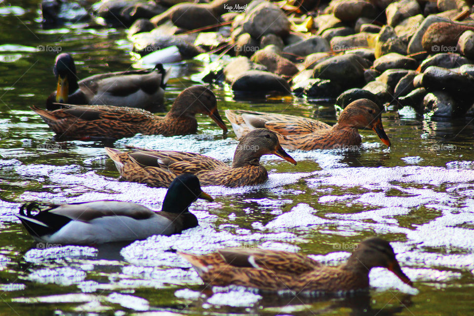 The Mallards