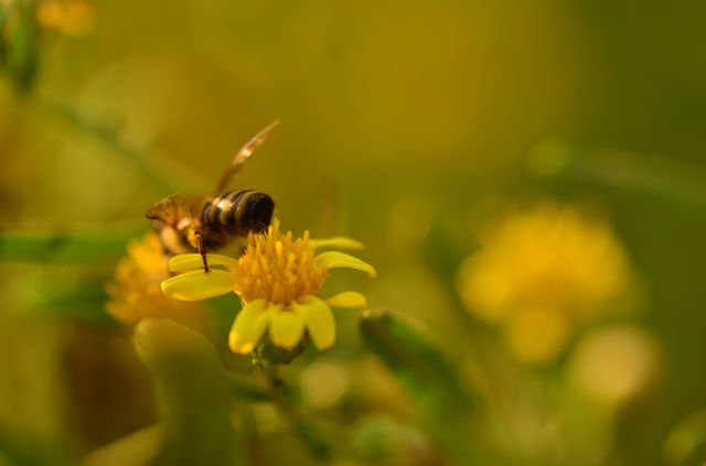 bee