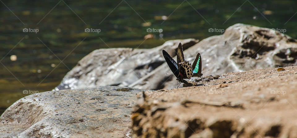 butterfly enjoying waterfall