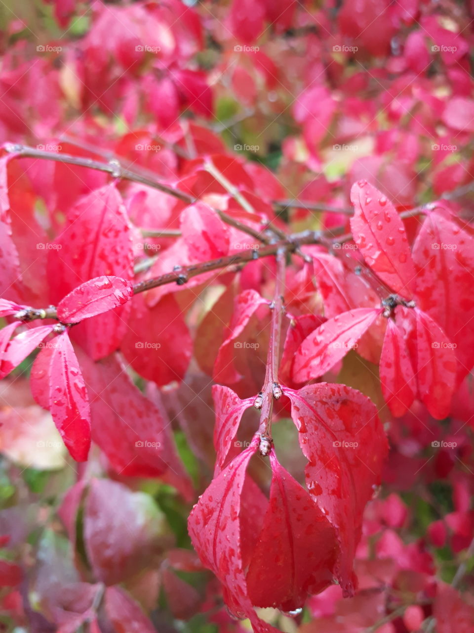 raindrops on red fall leaves
