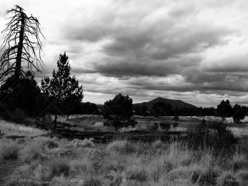 Coconino National Forest near Flagstaff Arizona 