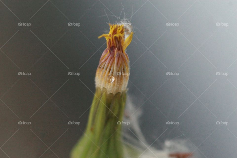 macro of a Dandelion  before it opens