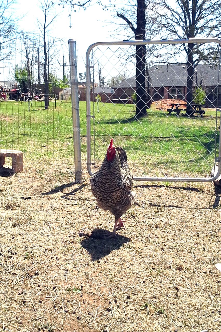 SuperModel Rooster