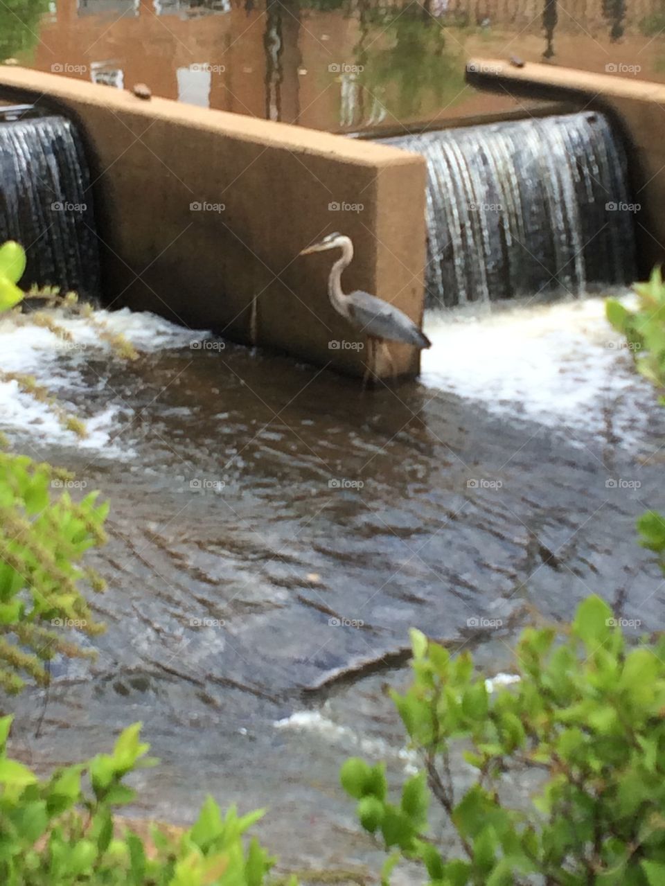 Heron on the Reedy River