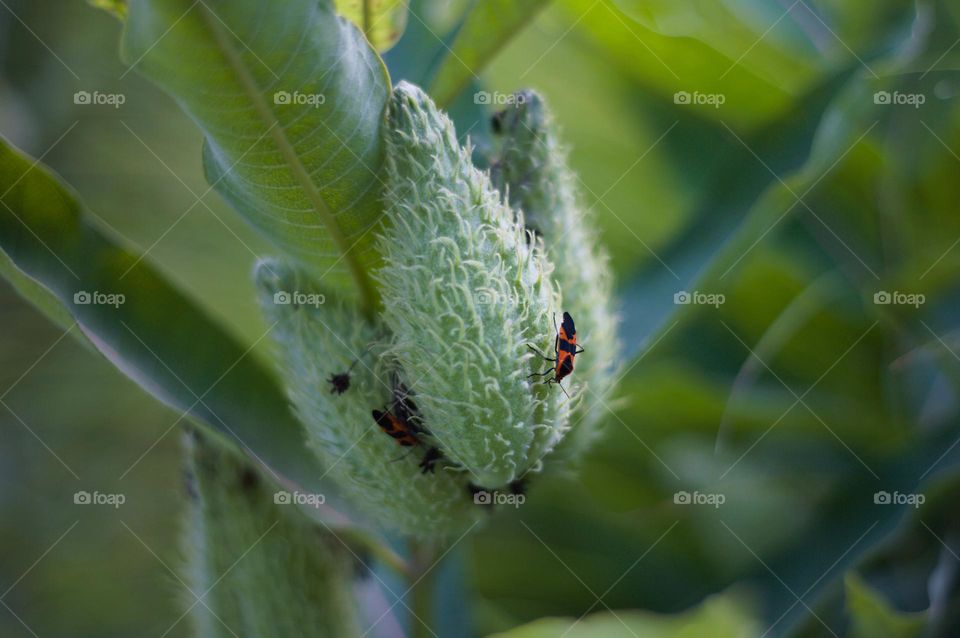 red and black bug on milkweed