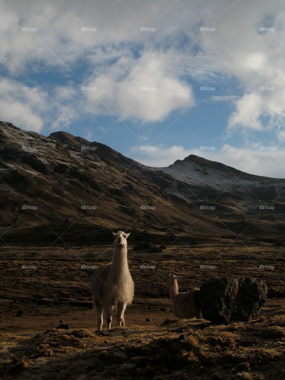 Llama of The Andes