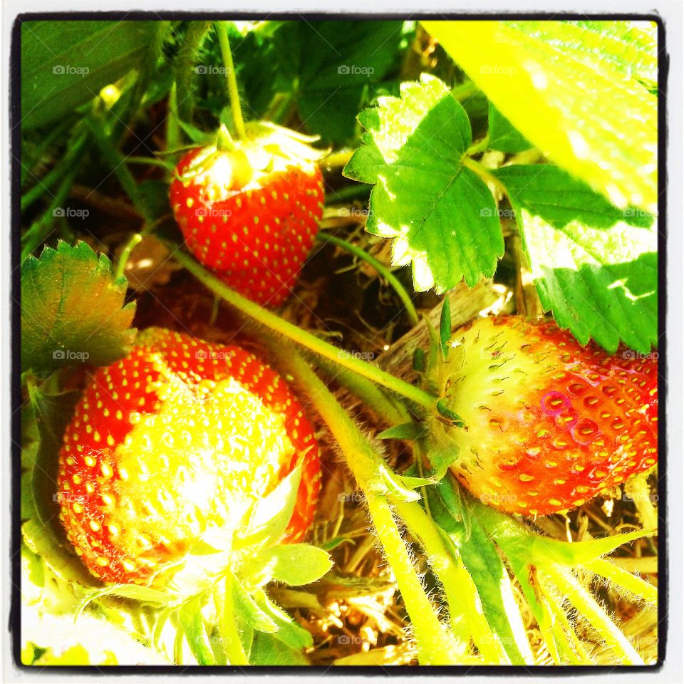 Nothing tastier than organic strawberries 