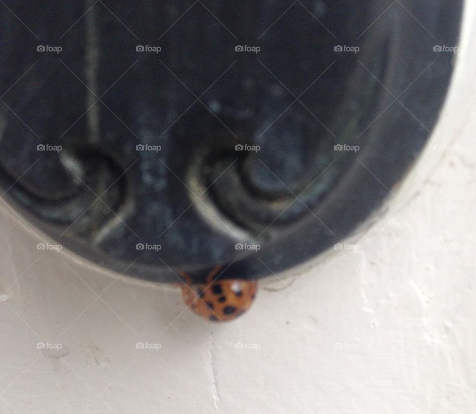 Ladybug 