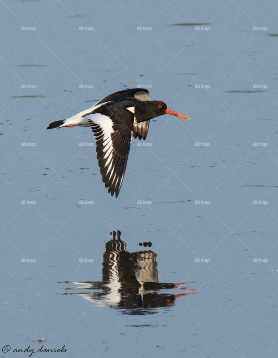 Oystercatcher and reflection