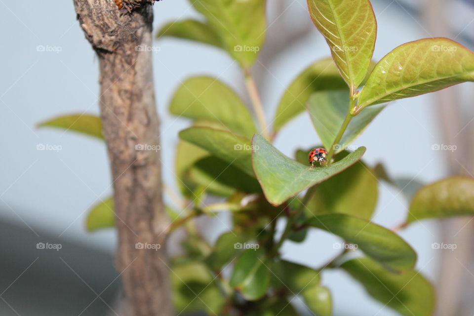 ladybug