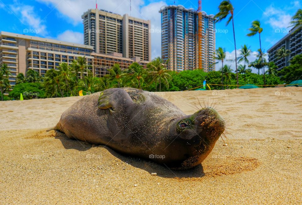 Hawaiian monk seal in waikiki