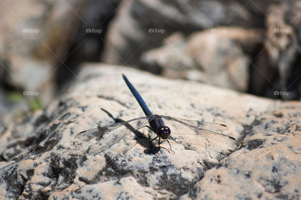 Navy Dropwing Dragonfly (Trithemis furva) On A Riverside Rock, Limpopo, South Africa
