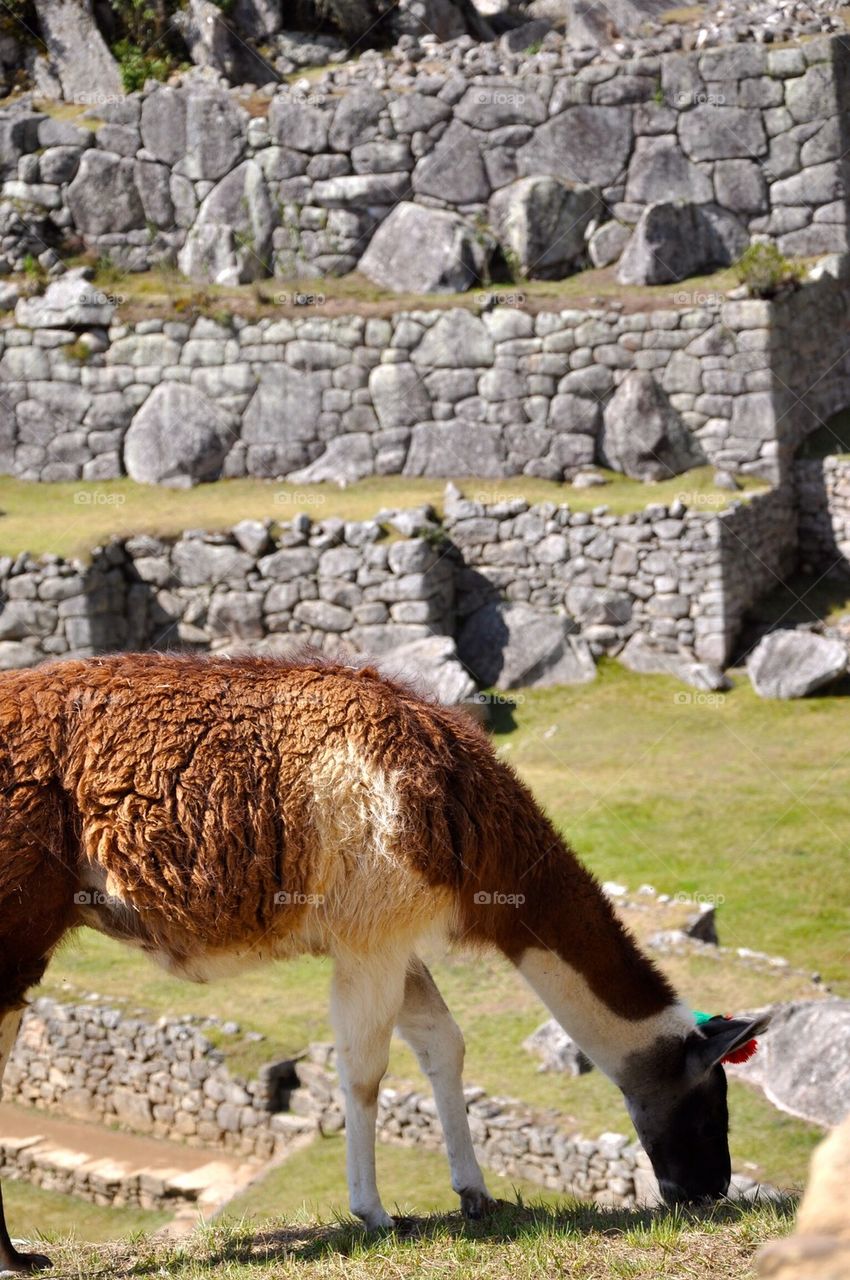 Lhama at muchu picchu