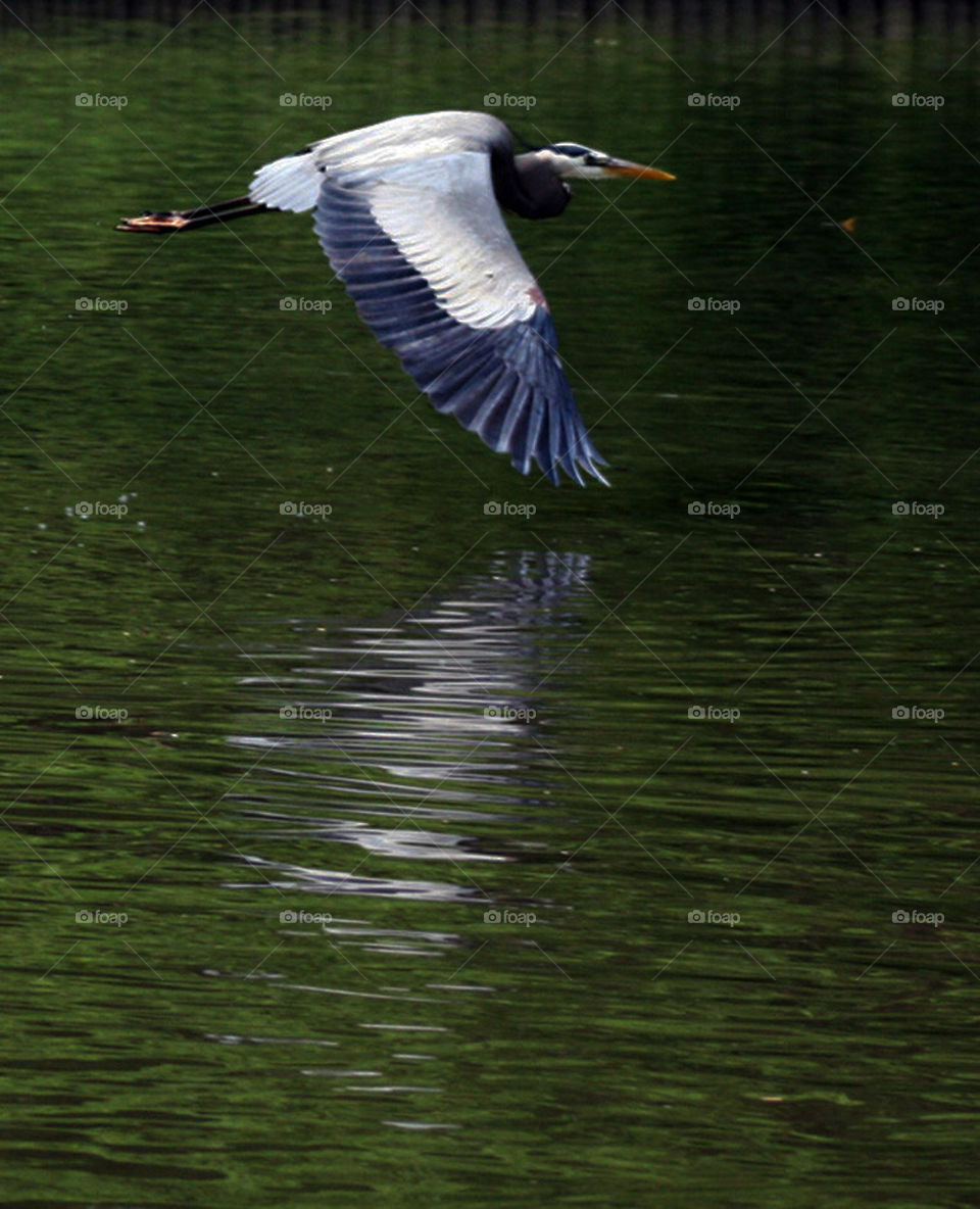 egret glide