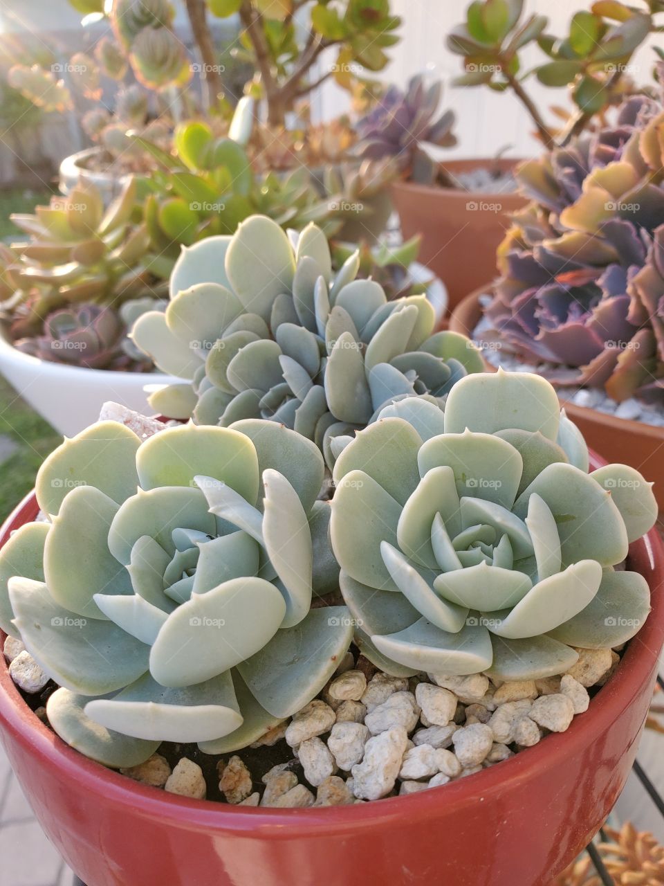 Succulent