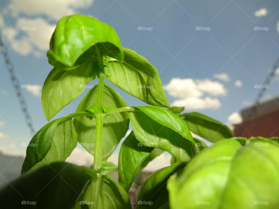 Basil