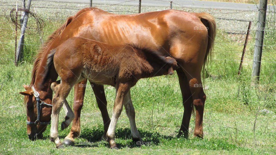 horse nursing