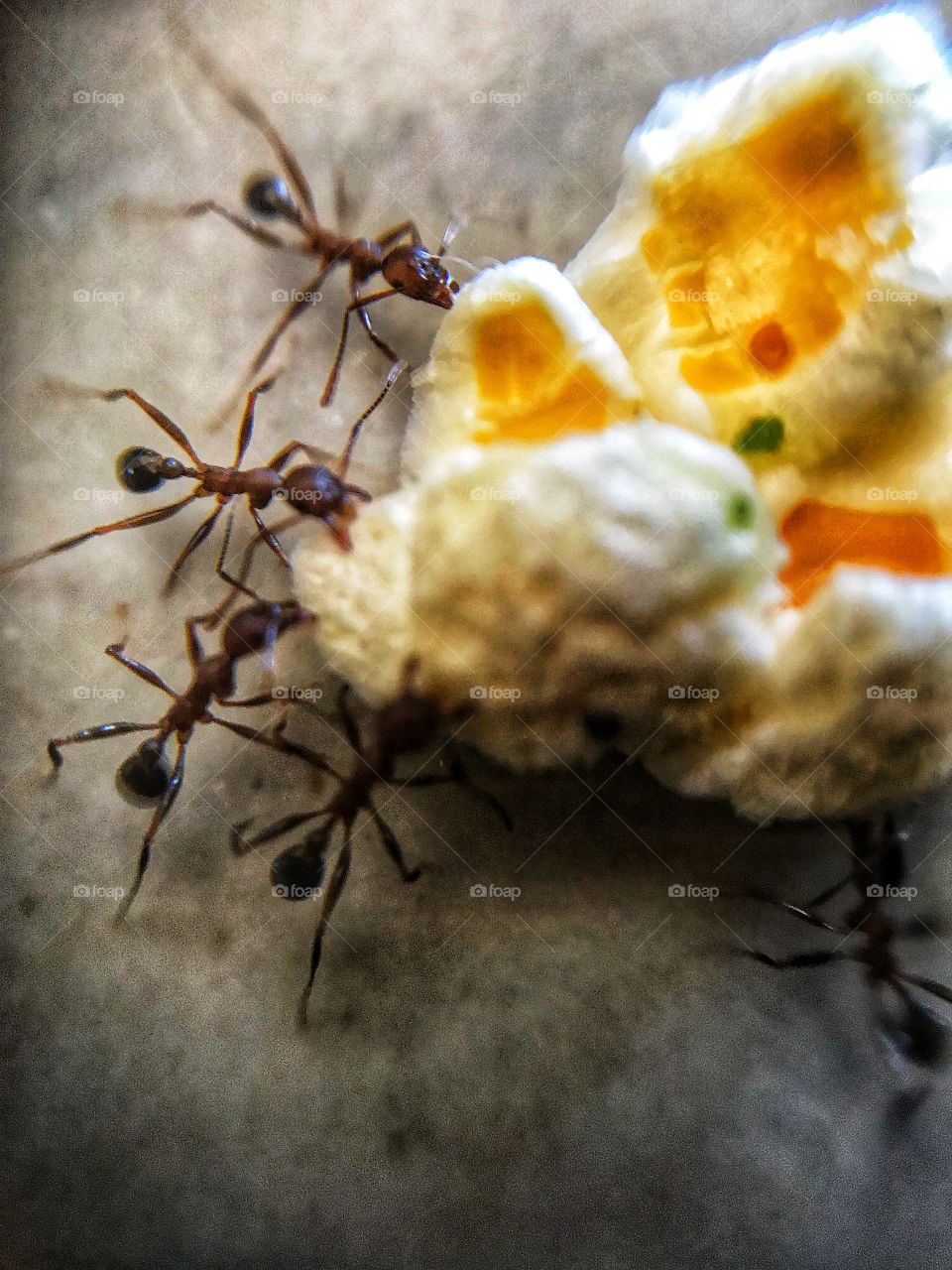 Ants moving popcorn 