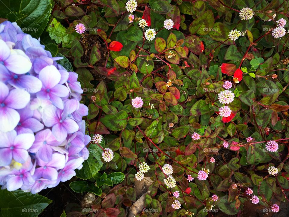 Full frame shot of flower plants