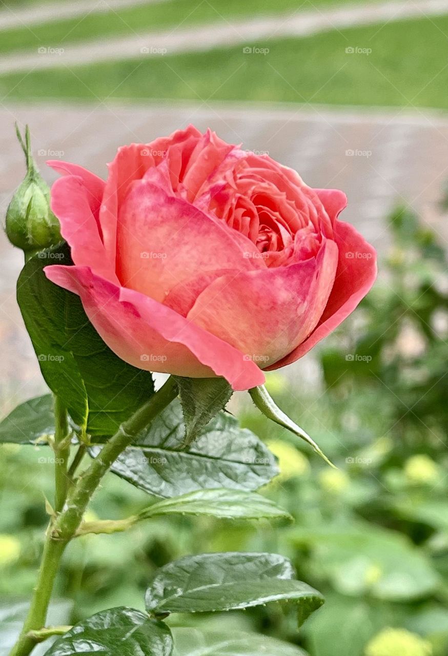 The photograph shows a rose, which is the main object of the composition.