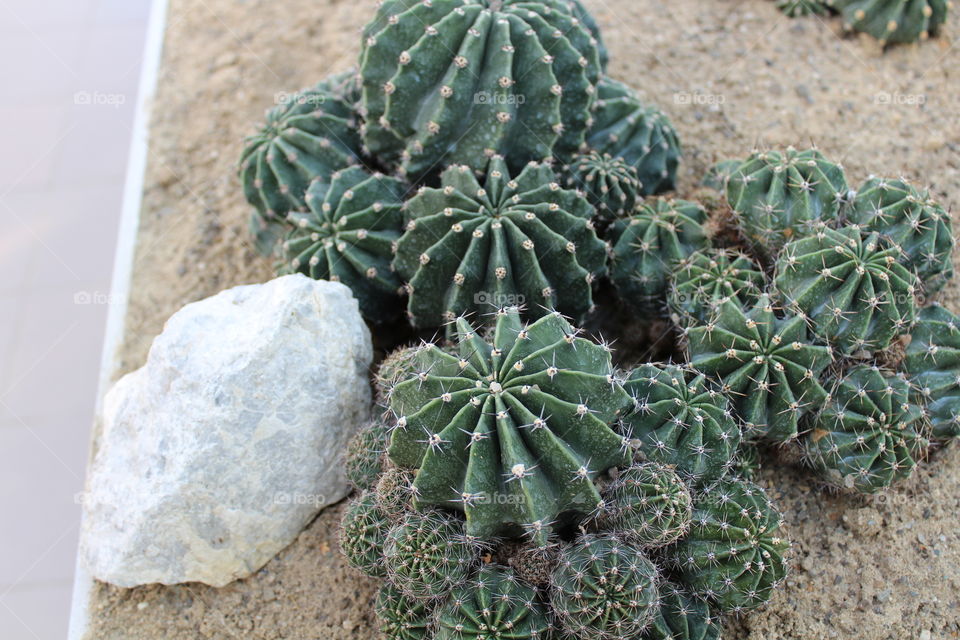 multiple cacti on exhibition and a rock