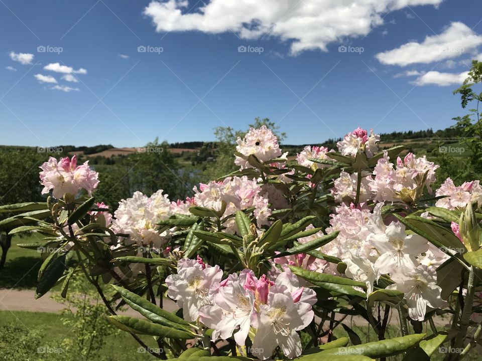 This long green scene of glossy leaves, satin petals in all shades of rose, and golden sepals frames by a blue sky with fluffy white clouds make a breathtaking view of the humble island of Prince Edward Island.