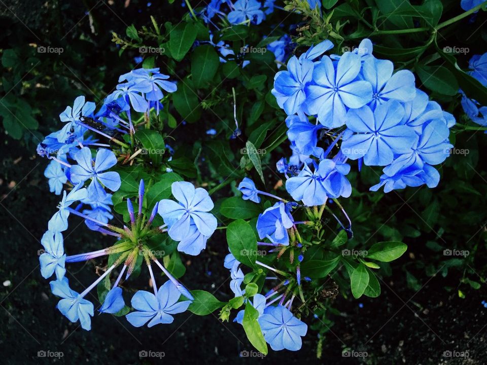 Flora Blue
