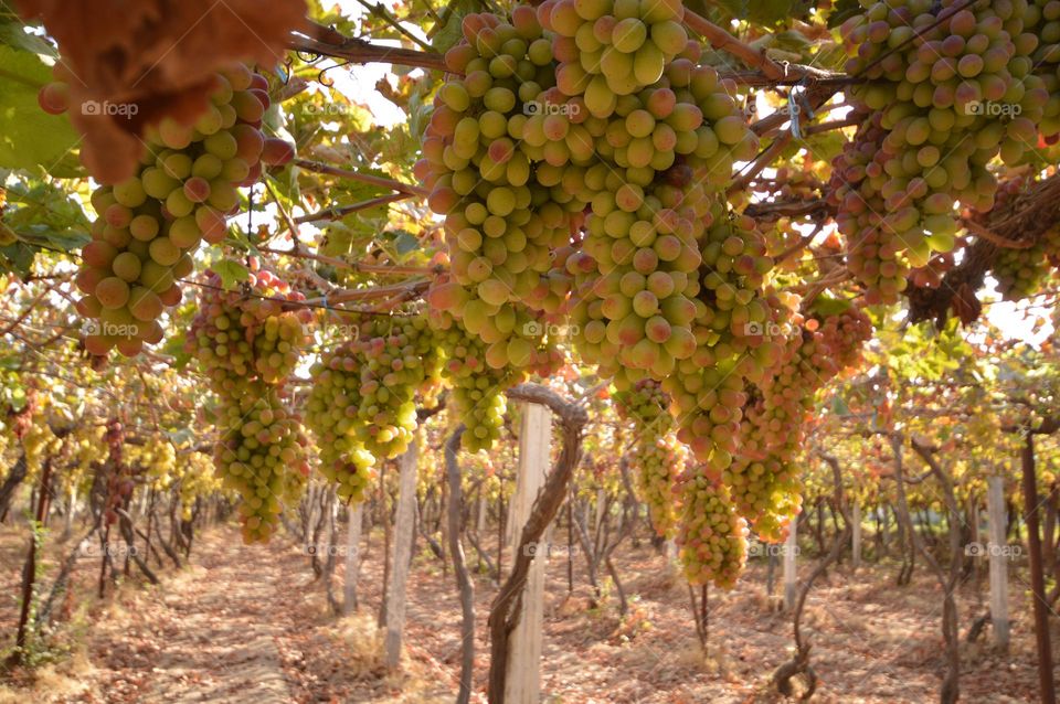 vineyard  plantation of grapes clusters of grapes on a branch  hanging grapes  ripe berries  bunches of grapes  rows of vines  cultivation of wine varieties grape varieties summer day, grape care