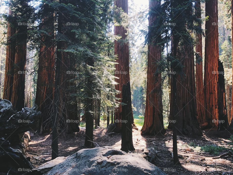 Giant Redwoods in Sequoia National Park