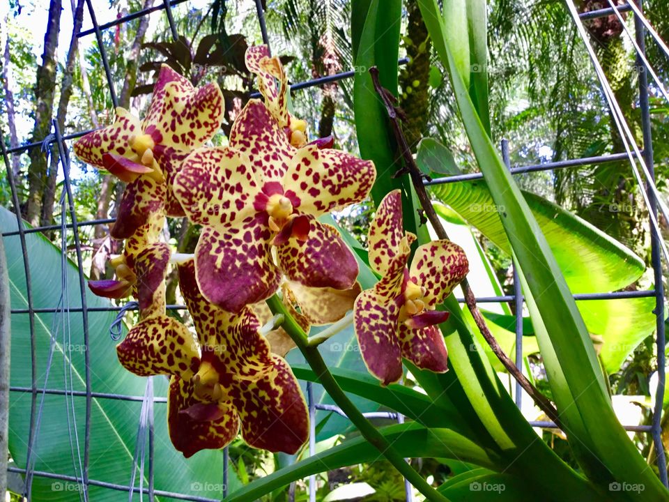 Orchids at Hawaii Tropical Botanical Garden