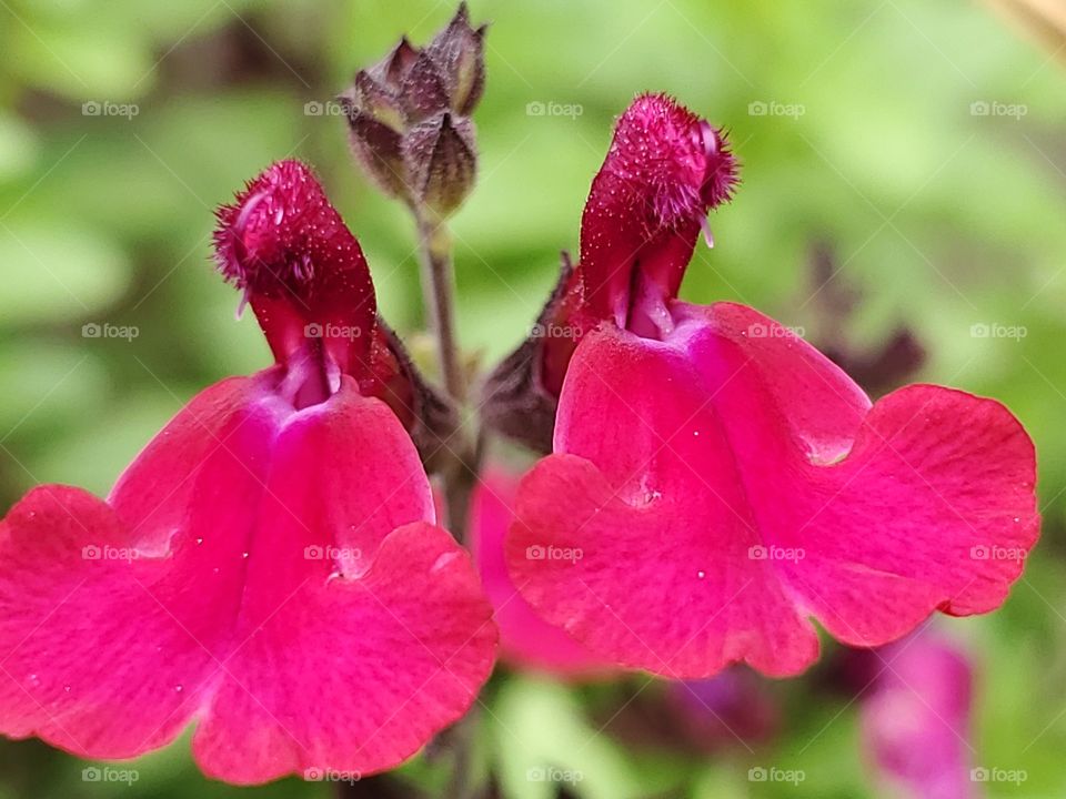 Closeup of Pink autumn sage flowers.