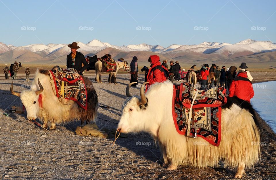 yaks and pilgrims and tourists on the coast of the Namtso lake in Tibet