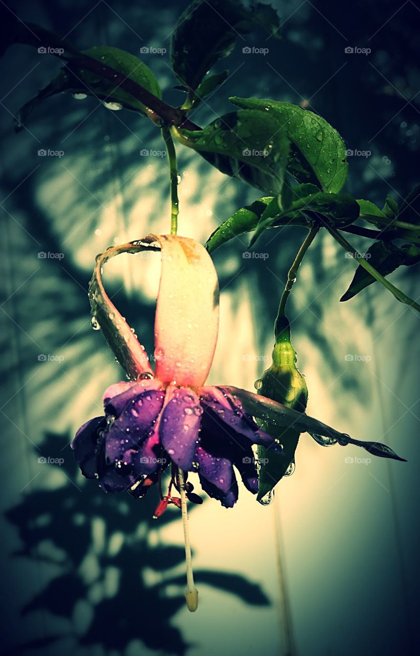 Potted purple flower