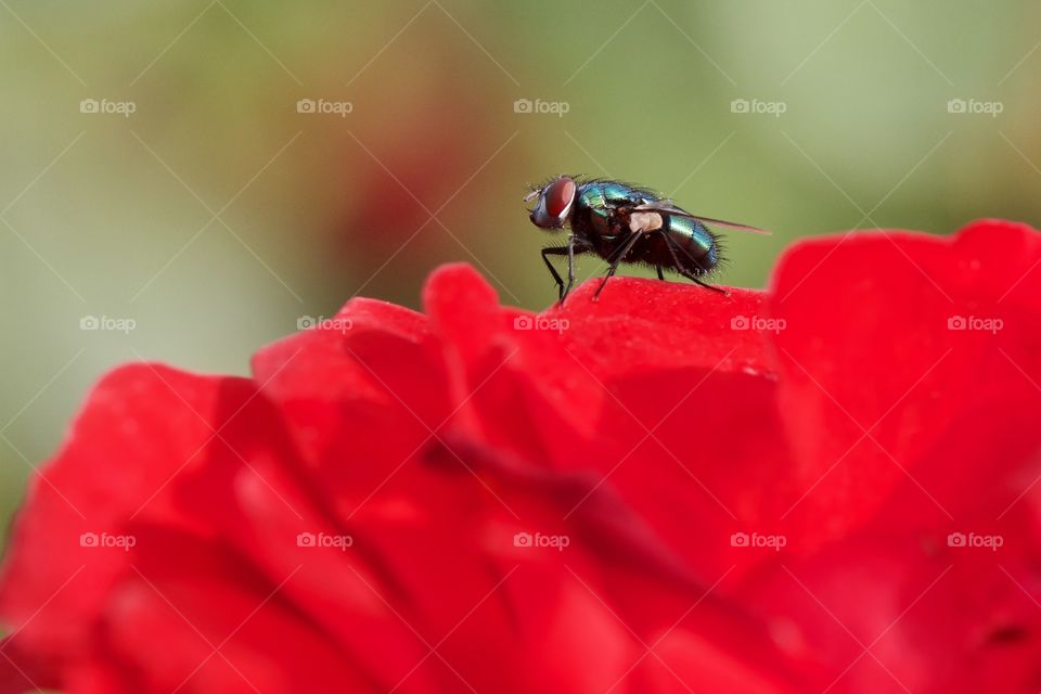 Fly On Rose