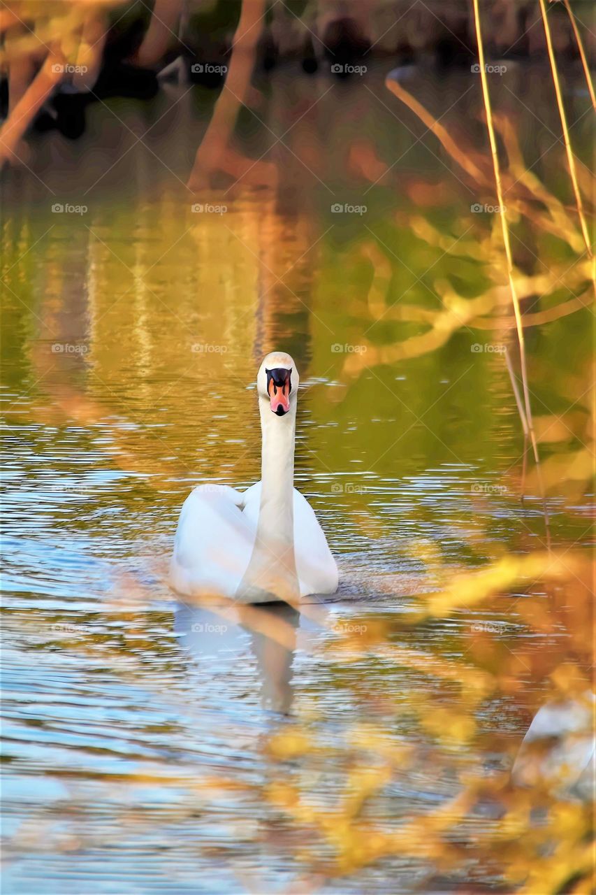 white swan floating in the water at sunset seen from behind a bush