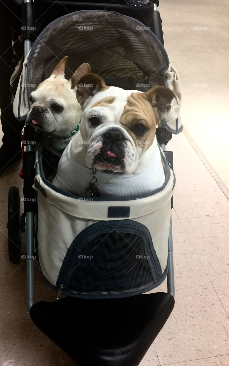 Pups in a stroller 