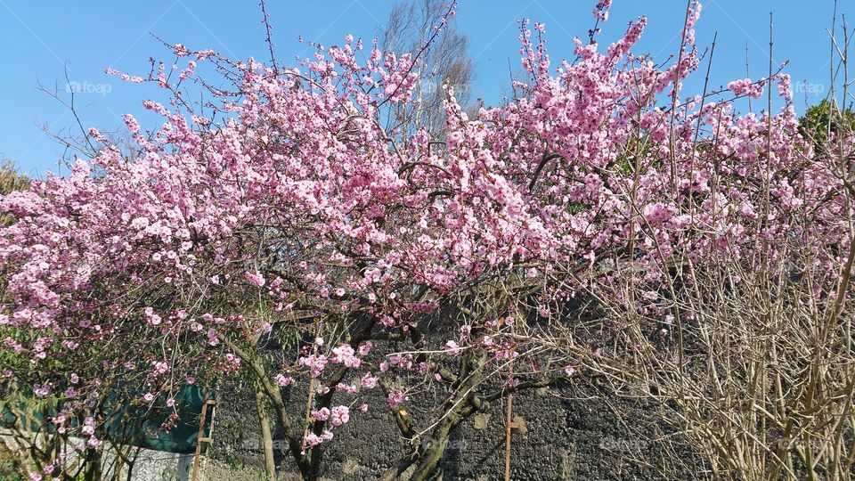 Blossom, pink flowers