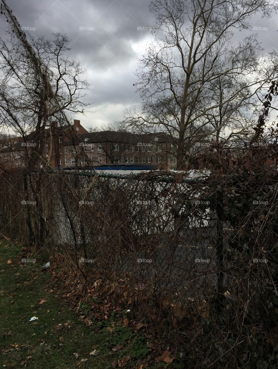 Overcast winter scene