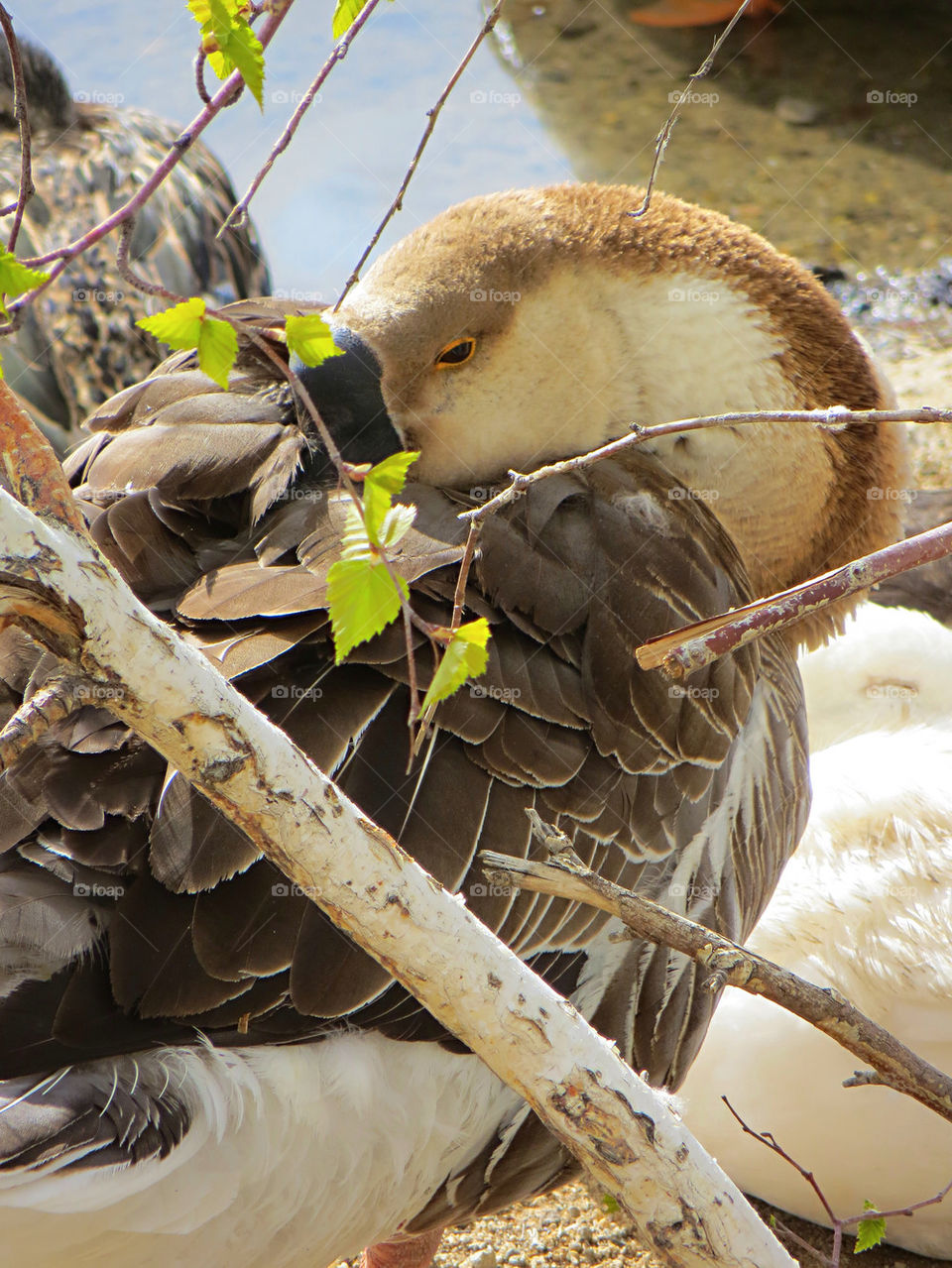 bird feathers wildlife tired by melody