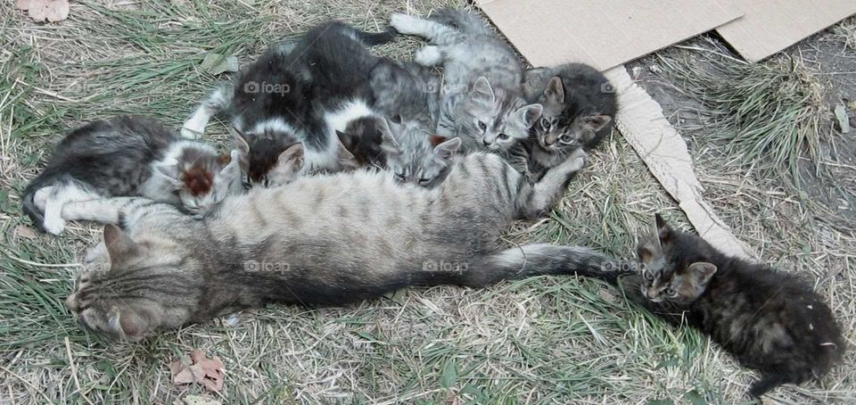 Seven kittens