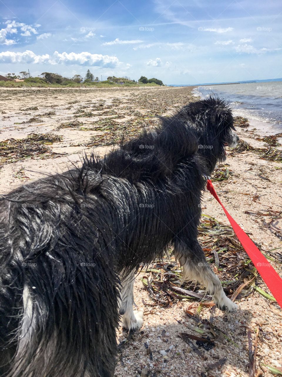 Walking the beach with border collie sheepdog walking the dog