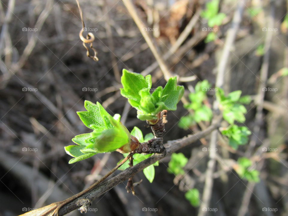 greens, spring, bloom, green leaf